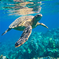 Máster en Ciencia y Tecnología Marina